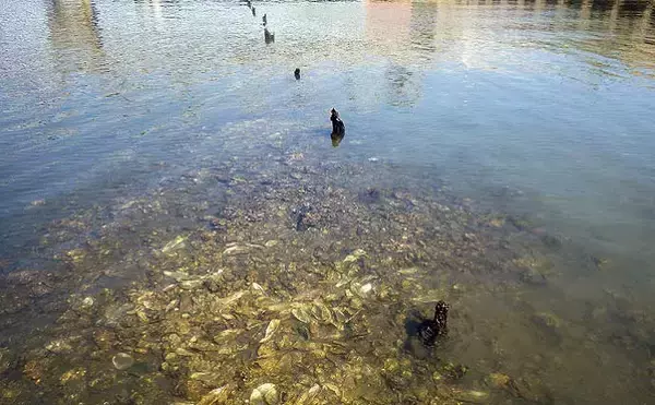 「シーズン初「潮干狩り」でアサリ・アカニシ・ホンビノス【江戸川放水路】」の画像