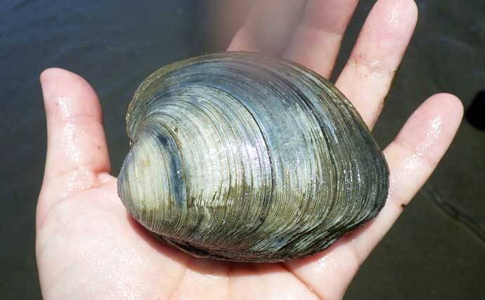 シーズン初「潮干狩り」でアサリ・アカニシ・ホンビノス【江戸川放水路】