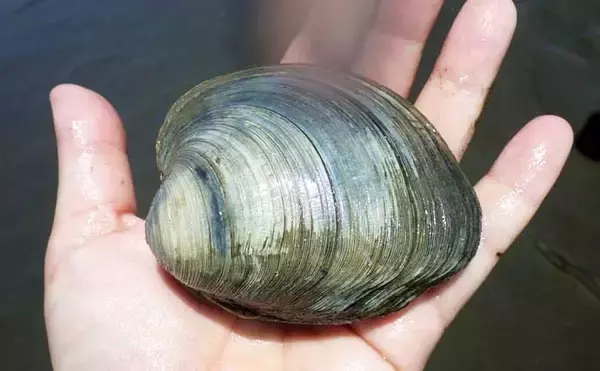 「シーズン初「潮干狩り」でアサリ・アカニシ・ホンビノス【江戸川放水路】」の画像