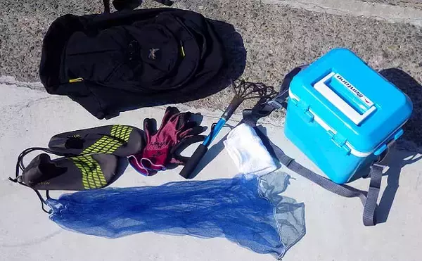 「シーズン初「潮干狩り」でアサリ・アカニシ・ホンビノス【江戸川放水路】」の画像