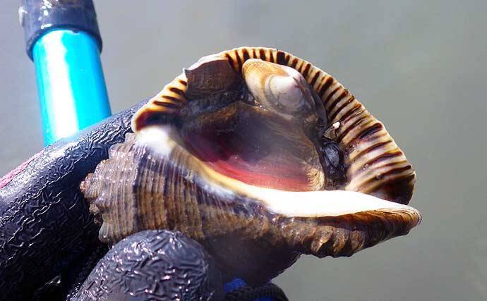 シーズン初「潮干狩り」でアサリ・アカニシ・ホンビノス【江戸川放水路】