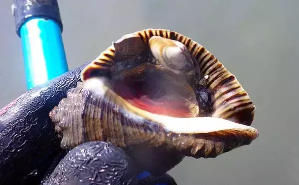 「シーズン初「潮干狩り」でアサリ・アカニシ・ホンビノス【江戸川放水路】」の画像