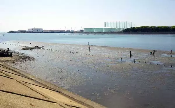 「シーズン初「潮干狩り」でアサリ・アカニシ・ホンビノス【江戸川放水路】」の画像