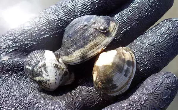 「シーズン初「潮干狩り」でアサリ・アカニシ・ホンビノス【江戸川放水路】」の画像