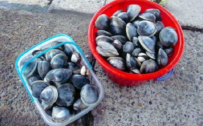 シーズン初「潮干狩り」でアサリ・アカニシ・ホンビノス【江戸川放水路】