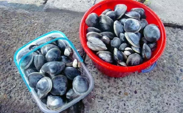 「シーズン初「潮干狩り」でアサリ・アカニシ・ホンビノス【江戸川放水路】」の画像