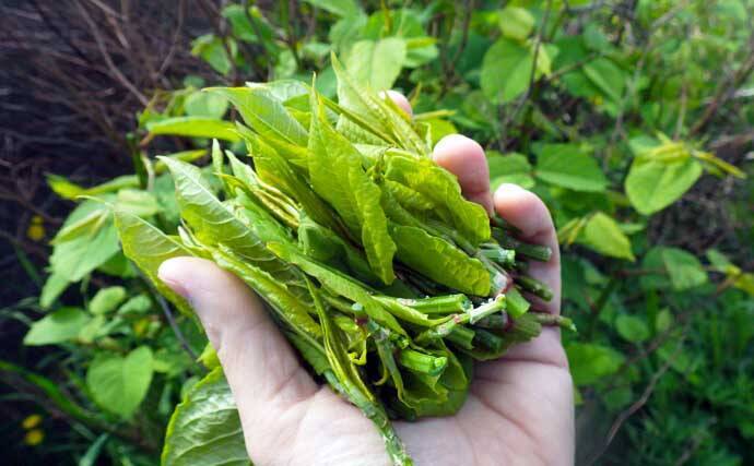 シーズン初「潮干狩り」でアサリ・アカニシ・ホンビノス【江戸川放水路】
