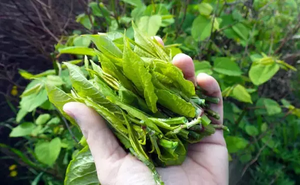 「シーズン初「潮干狩り」でアサリ・アカニシ・ホンビノス【江戸川放水路】」の画像