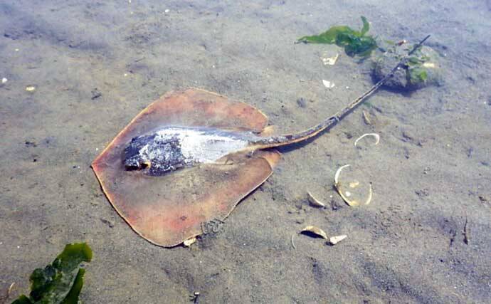 シーズン初「潮干狩り」でアサリ・アカニシ・ホンビノス【江戸川放水路】