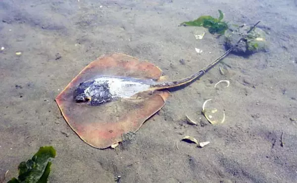 「シーズン初「潮干狩り」でアサリ・アカニシ・ホンビノス【江戸川放水路】」の画像