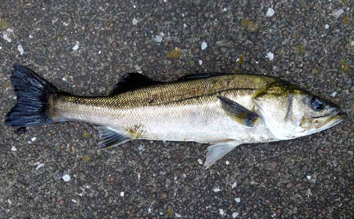 エサを使った チョイ投げシーバス 釣りのススメ 場所と潮回りの関係 21年4月24日 エキサイトニュース