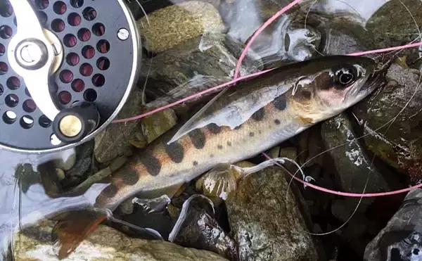 100均アイテムの『リリアン』で自作するフライフィッシング「ライン」