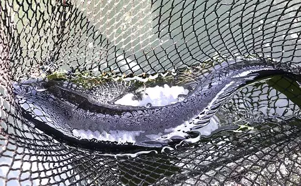 コイ釣り堀へ手ぶら釣行　「的確すぎる」常連のアドバイスで連発ヒット