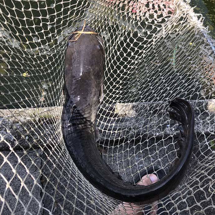 コイ釣り堀へ手ぶら釣行　「的確すぎる」常連のアドバイスで連発ヒット