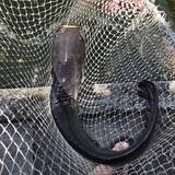 「コイ釣り堀へ手ぶら釣行　「的確すぎる」常連のアドバイスで連発ヒット」の画像7