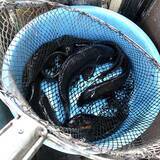 「コイ釣り堀へ手ぶら釣行　「的確すぎる」常連のアドバイスで連発ヒット」の画像8