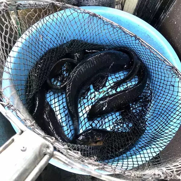 「コイ釣り堀へ手ぶら釣行　「的確すぎる」常連のアドバイスで連発ヒット」の画像