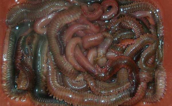 波止釣り エサ図鑑 マムシ アオコガネ 高価だが効果絶大の虫エサ 21年5月4日 エキサイトニュース 波止釣り エサ図鑑 マムシ アオコガネ 高価だが効果絶大の虫エサ 21年5月4日 エキサイトニュース