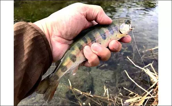 「名栗川のテンカラ釣りでヤマメと対面　台風被害から見事に回復【埼玉】」の画像