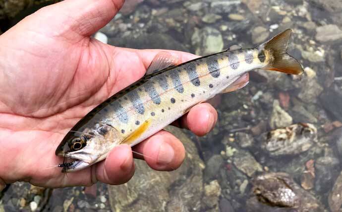 名栗川のテンカラ釣りでヤマメと対面　台風被害から見事に回復【埼玉】