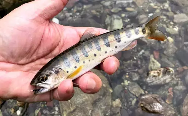 「名栗川のテンカラ釣りでヤマメと対面　台風被害から見事に回復【埼玉】」の画像