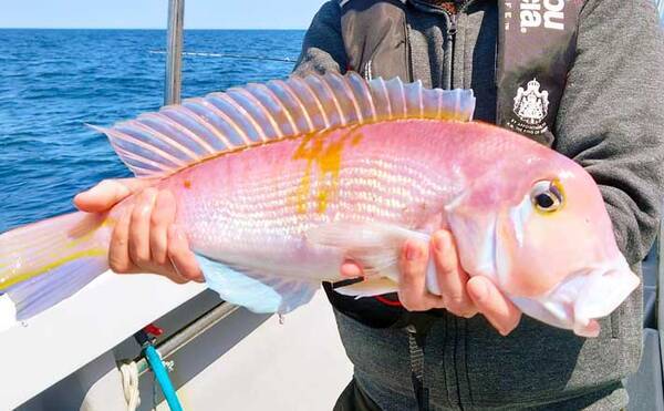 福岡 沖のエサ釣り最新釣果 五目釣りで50cm超アマダイに高級根魚も 2021年4月28日 エキサイトニュース