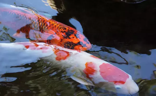 「「錦鯉」と一般的な「コイ」は遺伝子的に同種　こいのぼりのモデルにも？」の画像