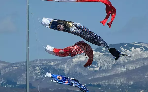 「「錦鯉」と一般的な「コイ」は遺伝子的に同種　こいのぼりのモデルにも？」の画像