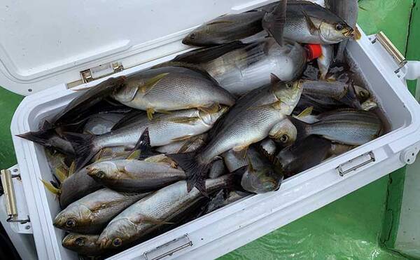 子供の船釣りデビューに好適 コマセ釣りでイサキ100匹超え 庄幸丸 21年4月28日 エキサイトニュース