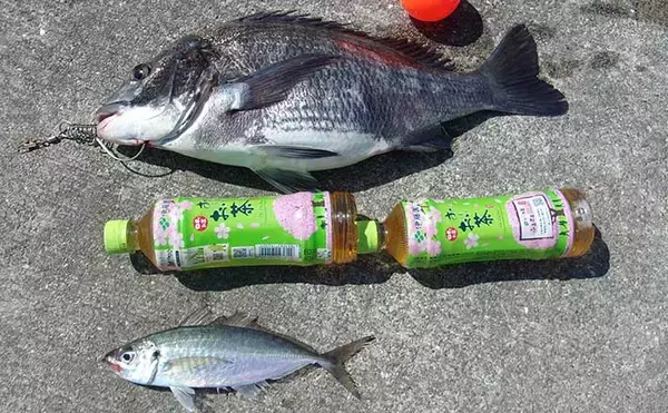 沖堤防の落とし込み釣りで大チヌ登場 サビキでデカアジも【第7防波堤 