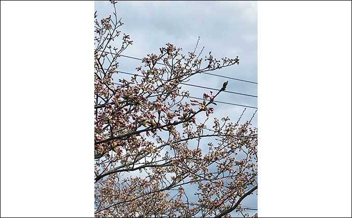 Gw占うバス釣りで46cm ドック周りが狙い目 秋田 八郎潟 21年4月29日 エキサイトニュース 2 3