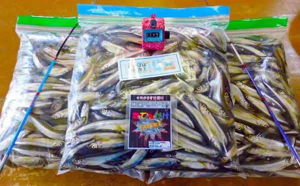 『メガワカサギ』釣りで「1,117尾」の大釣り　総重量は7.2kg【西湖】