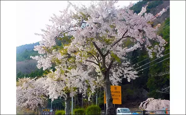「『メガワカサギ』釣りで「1,117尾」の大釣り　総重量は7.2kg【西湖】」の画像