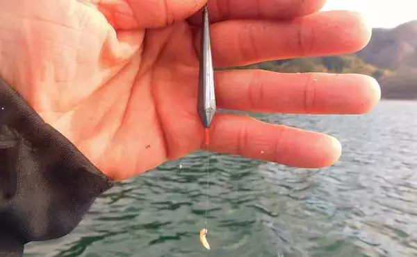 「『メガワカサギ』釣りで「1,117尾」の大釣り　総重量は7.2kg【西湖】」の画像