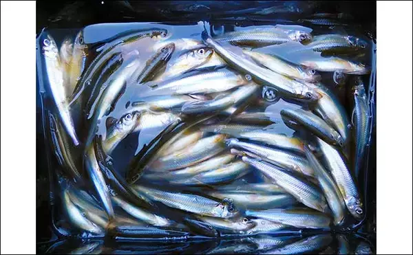 「『メガワカサギ』釣りで「1,117尾」の大釣り　総重量は7.2kg【西湖】」の画像