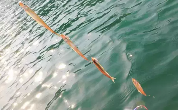 「『メガワカサギ』釣りで「1,117尾」の大釣り　総重量は7.2kg【西湖】」の画像