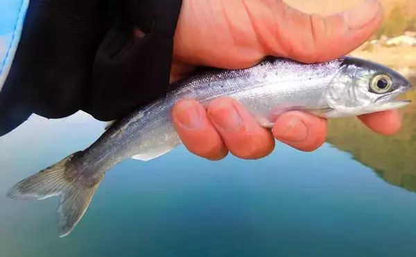 「『メガワカサギ』釣りで「1,117尾」の大釣り　総重量は7.2kg【西湖】」の画像