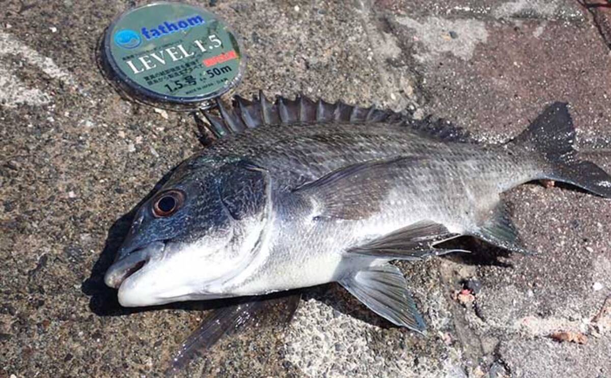 堤防フカセ釣りで気難しい産卵期のクロダイに挑戦 静岡 清水港 21年5月5日 エキサイトニュース