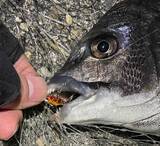 人気上昇中 ライトブリームゲーム とは 釣り方とタックル流用術 21年5月8日 エキサイトニュース