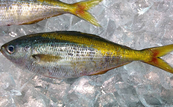 塩焼きの王者 こと タカベ の旬がやってくる 小魚だけど高級魚 21年5月14日 エキサイトニュース