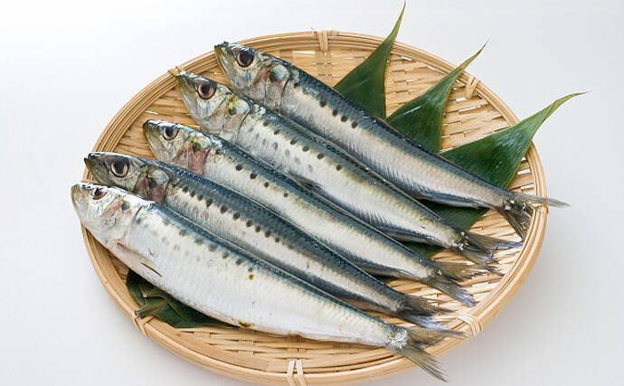 塩焼きの王者 こと タカベ の旬がやってくる 小魚だけど高級魚 21年5月14日 エキサイトニュース