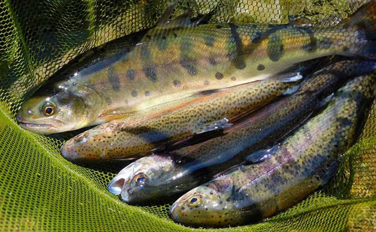 放流直後の本流釣りでヤマメ ニジマス8尾 小場所狙いが吉 埼玉 21年5月9日 エキサイトニュース