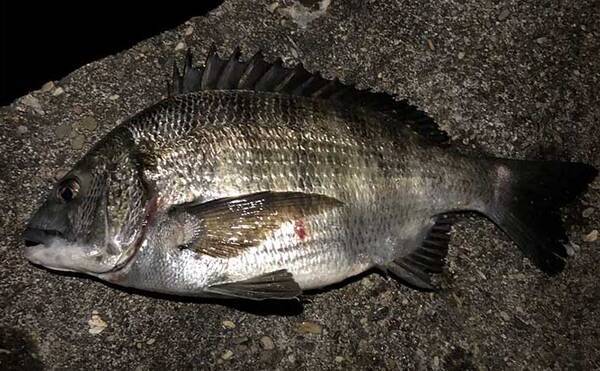 まずはここから覚えたい ライトブリーム 用語集 タックル 釣り方関連 21年5月9日 エキサイトニュース