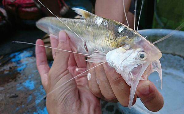 筑後川の初夏の風物詩 エツ漁 が解禁 マイナー魚だけどとても美味 21年5月21日 エキサイトニュース