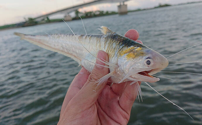 筑後川の初夏の風物詩 エツ漁 が解禁 マイナー魚だけどとても美味 21年5月21日 エキサイトニュース