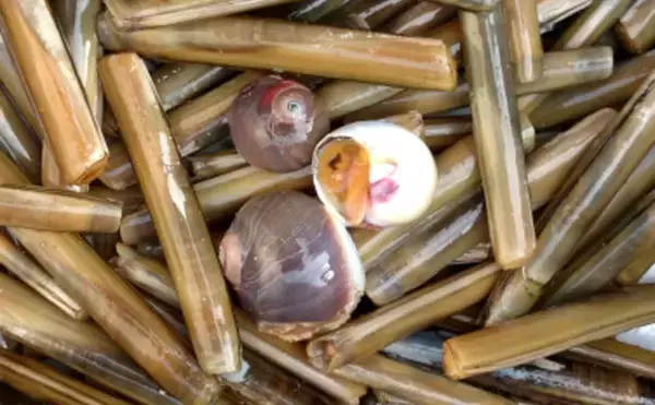 「貝を食べる貝『ツメタガイ』の生態　養殖業にとっては厄介者だけど美味」の画像