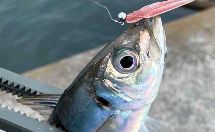 アジングゲームで良型の セグロ 春アジ2ケタ釣果に満足 大阪南港 21年5月11日 エキサイトニュース