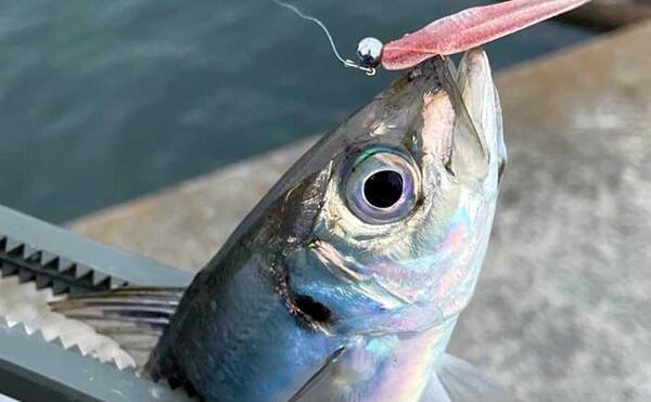 アジングゲームで良型の セグロ 春アジ2ケタ釣果に満足 大阪南港 21年5月11日 エキサイトニュース