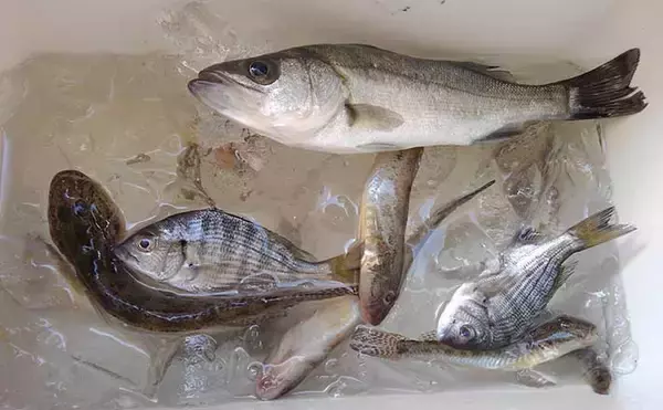 今さら聞けない『チョイ投げ小物釣り』のキホン：ターゲットと使う道具