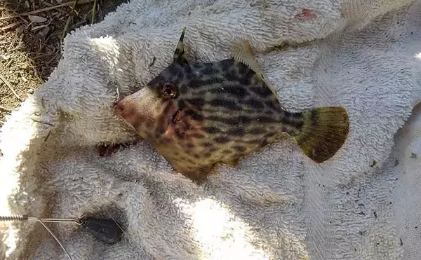 「今さら聞けない『チョイ投げ小物釣り』のキホン：ターゲットと使う道具」の画像